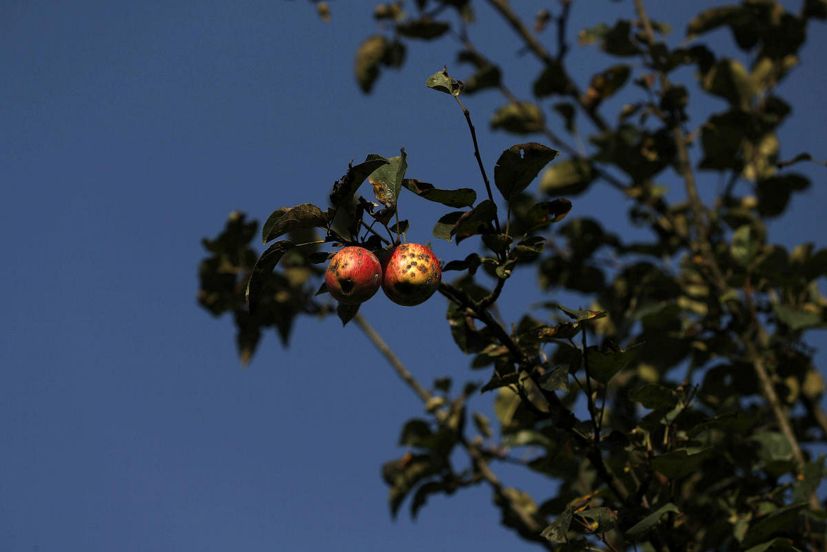 Rotten apples are seen on a tree at an apple orchard, in Sopore, north Kashmir, September 13, 2019. (REUTERS)