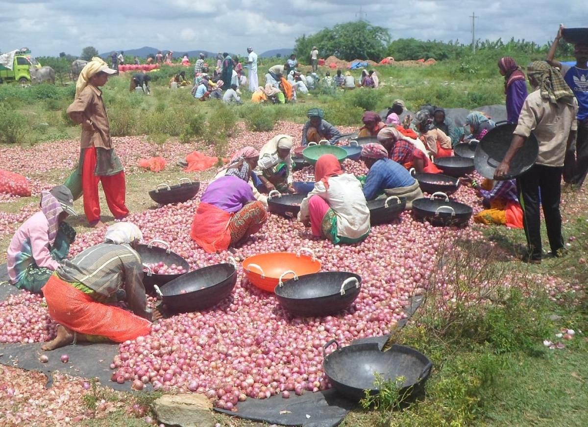 Farmers and workers engaged in segregating onions at Hebbooru near Ajjampura.