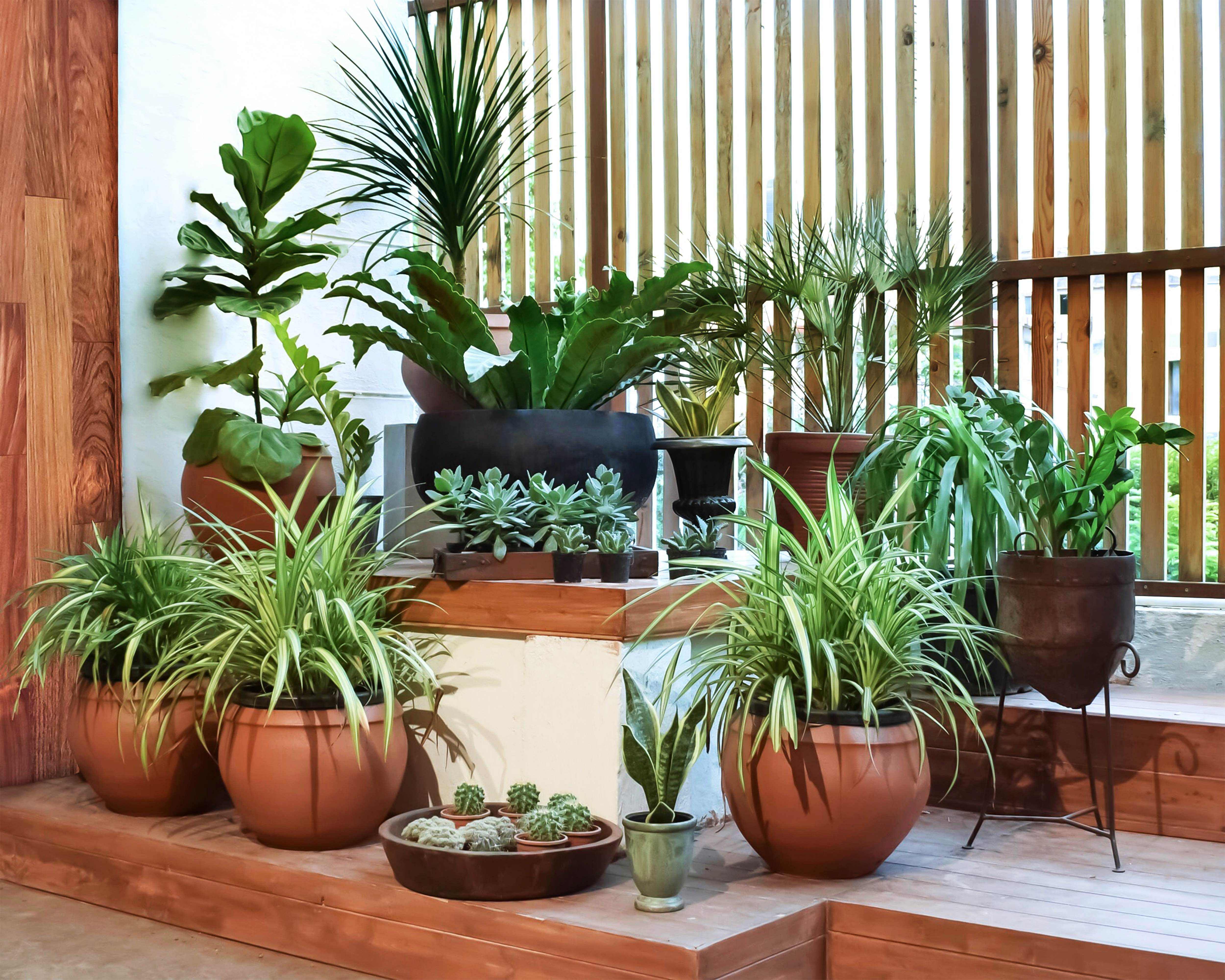 Plants give a fresh look to the interiors of your house, bring down temperatures and purify air quality.