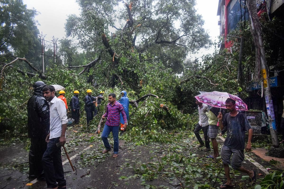 National Disaster Response Force (NDRF) personnel attempt to cut a tree which collapsed on a road during heavy rain, in Prayagraj, Friday, Sept. 27, 2019. (PTI Photo)