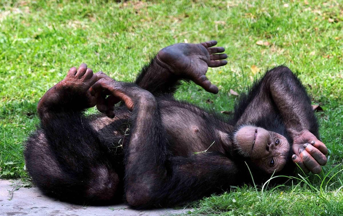 ED has attached three chimpanzees and four marmosets as part of a money-laundering probe. (PTI Photo)