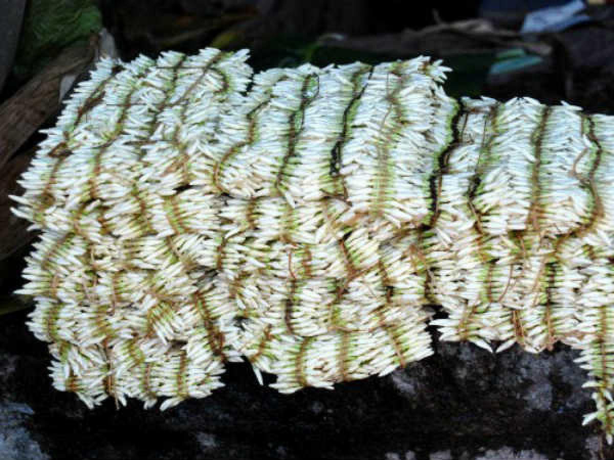 Shankarapura Mallige (Jasmine).