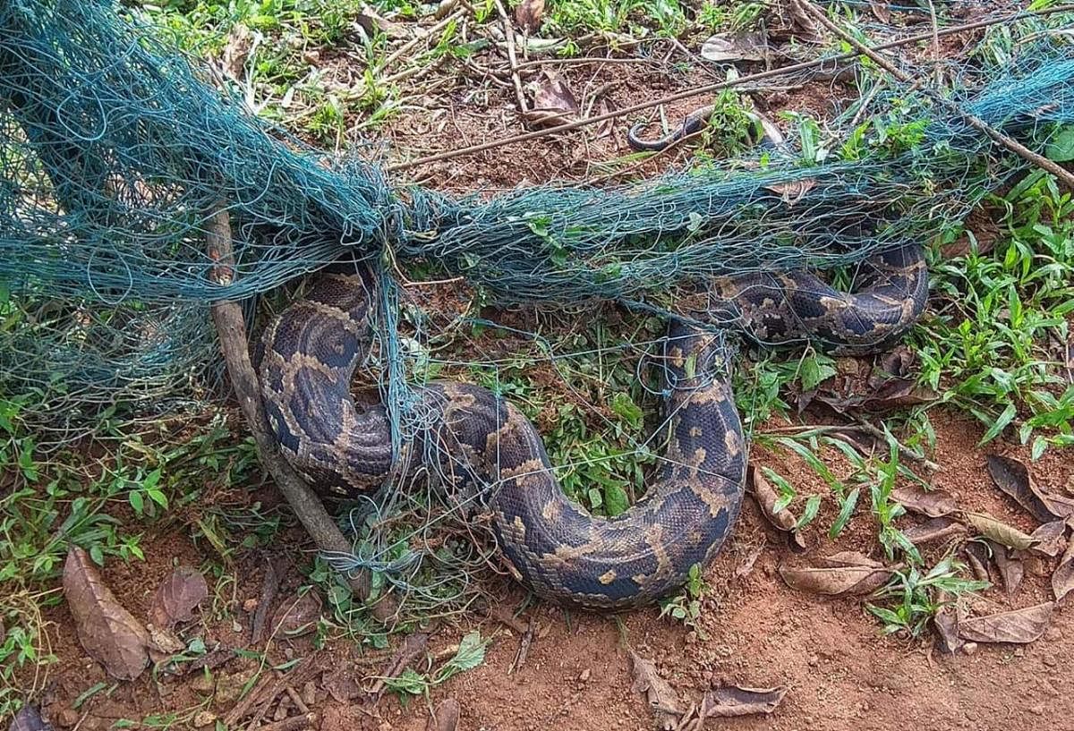 Indian Rock Python entangled in a net at Kucchuru village in Hebri taluk.