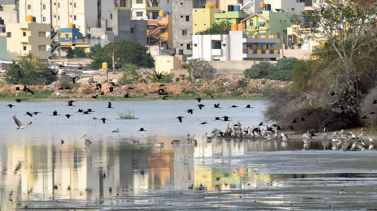 Birds fly on Madiwala lake in Bengaluru on Monday, 06 May, 2019. DH Photo/Janardhan B K