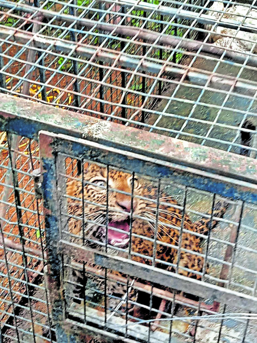 A leopard which fell into a well was rescued.
