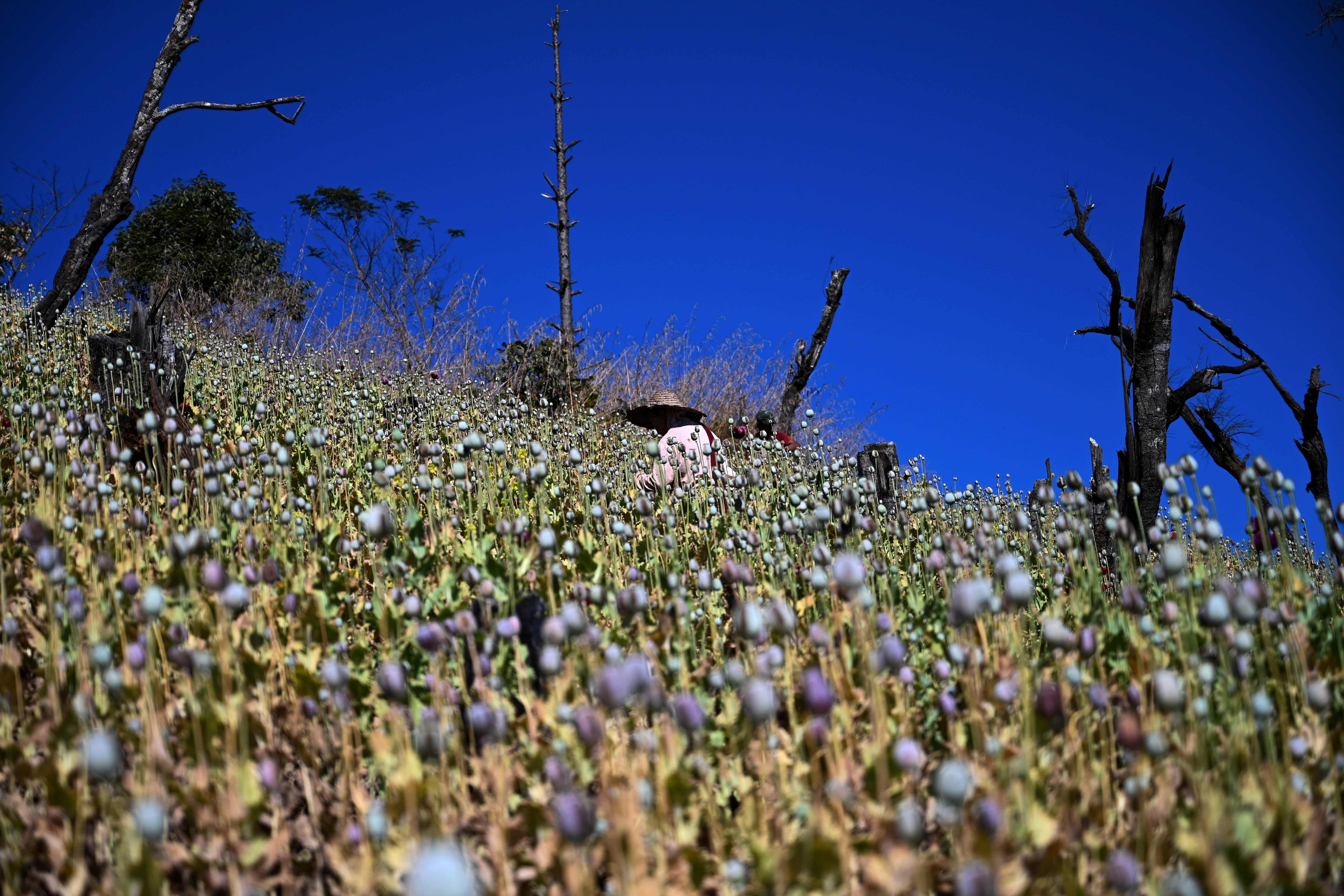 Poppy fields. (AFP Photo)