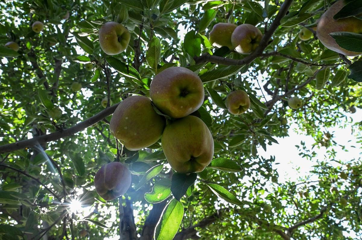 The official figures, however, suggest that 20,000 metric tons of fruit was procured under the NAFED scheme in last first two weeks across Kashmir. Photo/AFP