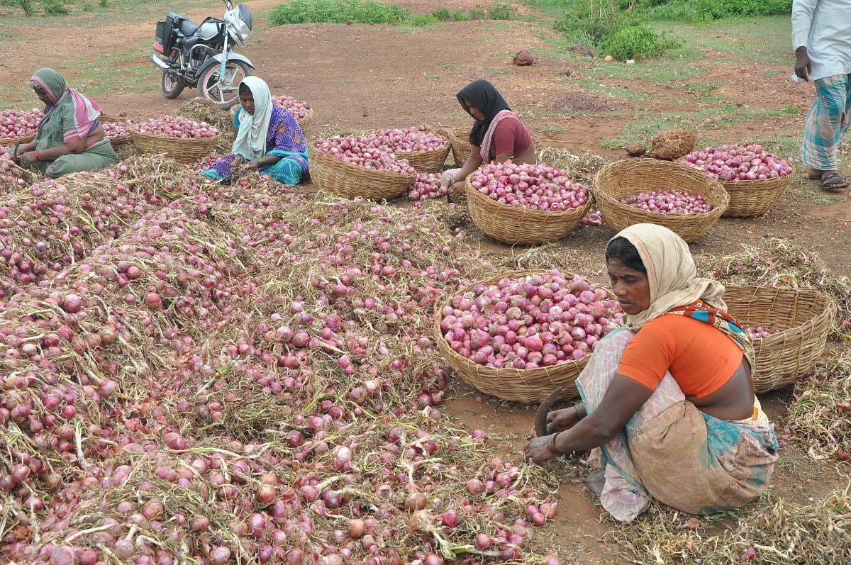 Workers cleaning onions at a farm in Mundaragi, Karnataka (DH File Photo)