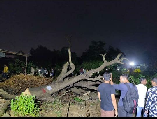 Of over 2,600 trees which are to be felled, 200 had been cut by Friday night, activists alleged. Photo/Twitter (AAP Maharashtra)