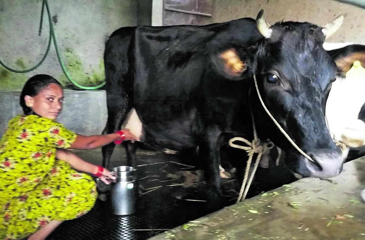Women of Shankaranarayana have aced dairy farming