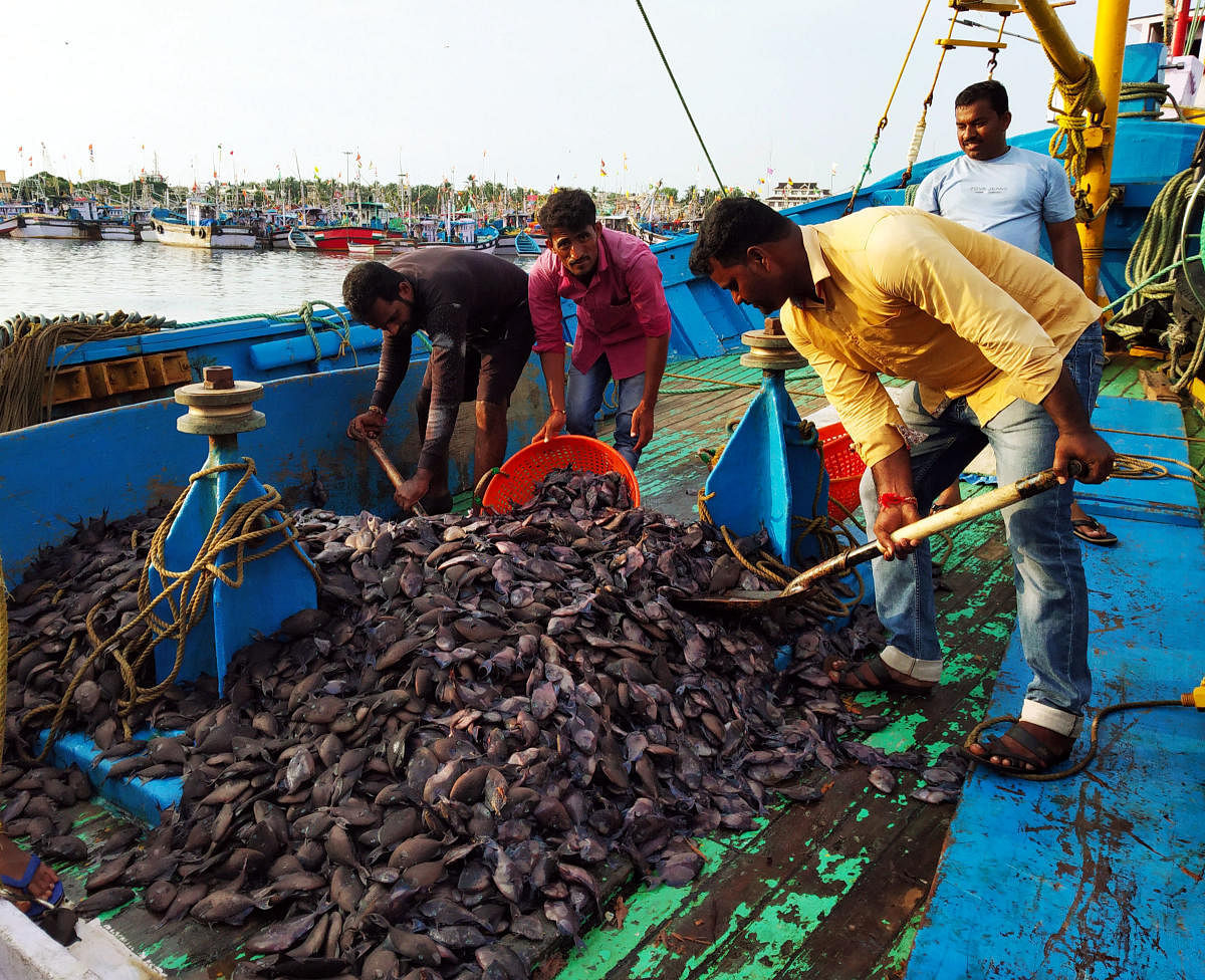 Labourers engage in clearing ‘Kargil fish’ from a boat at Malpe Port in Udupi.