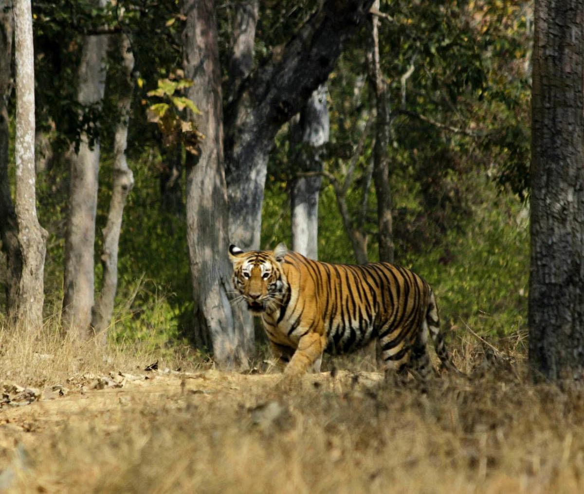 Bandipur Tiger Reserve (DH File Photo)
