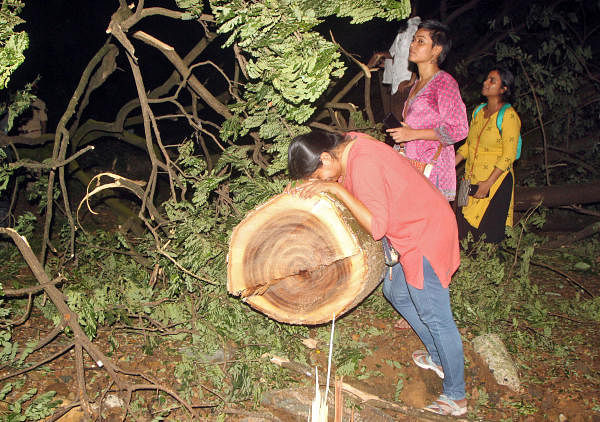 A woman reacts as she touches a tree after it was cut down in the Aarey Colony suburb of Mumbai. (Reuters photo)