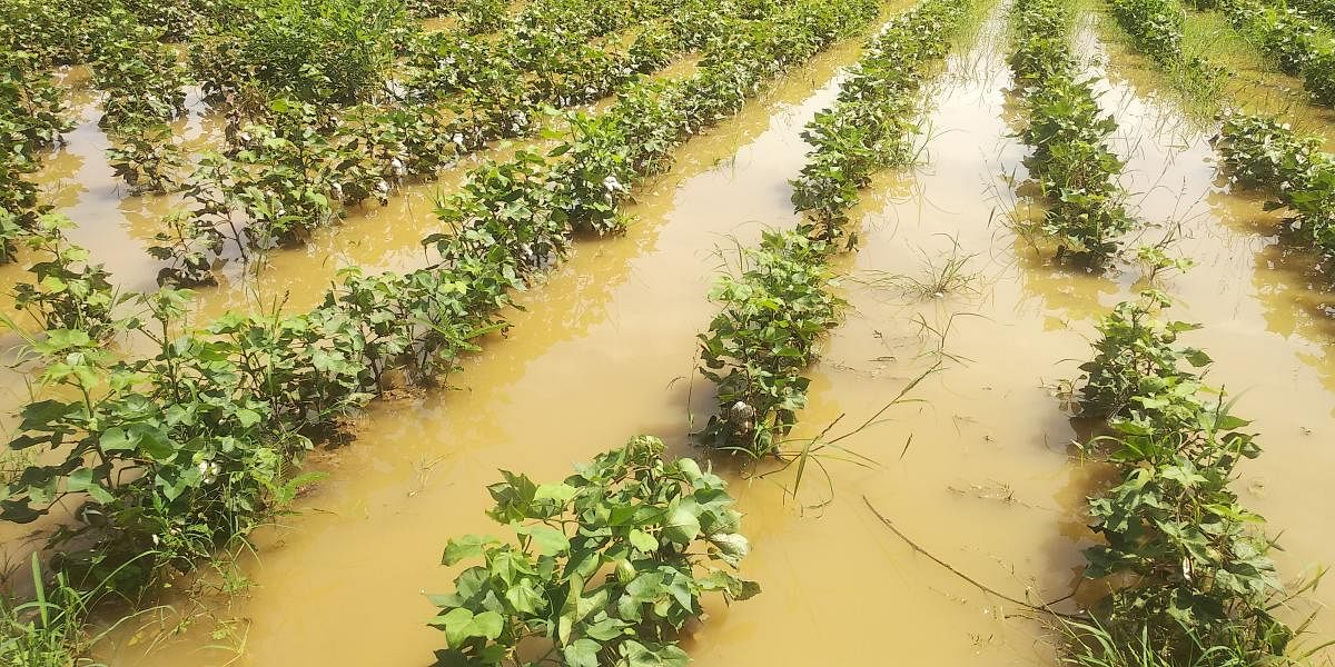 Rainwater has flooded a farmland with standing crops in Vaddu village near Toranagal in Ballari district. DH Photo