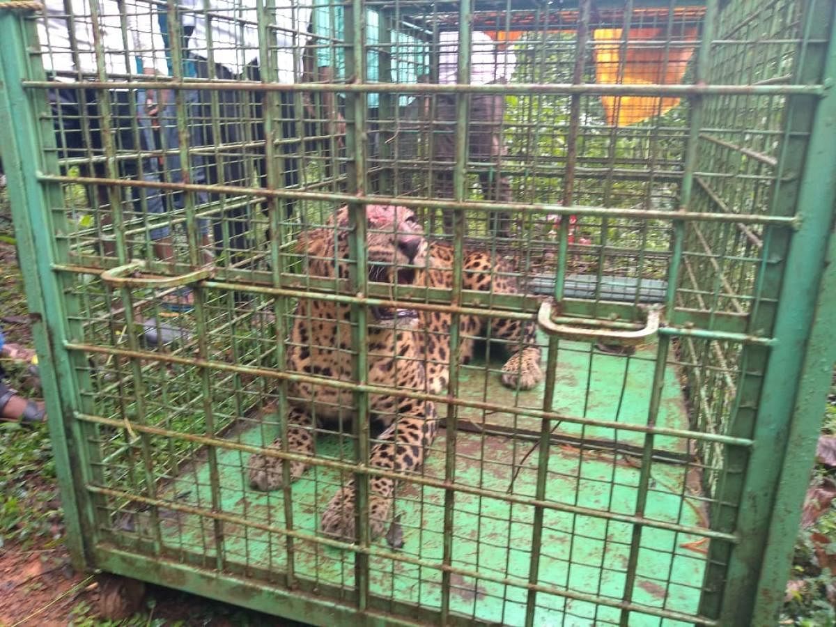 A male leopard was trapped in a cage near Maladi Government Higher Primary School, at Thekkatte Gram Panchayat jurisdiction, on Sunday.