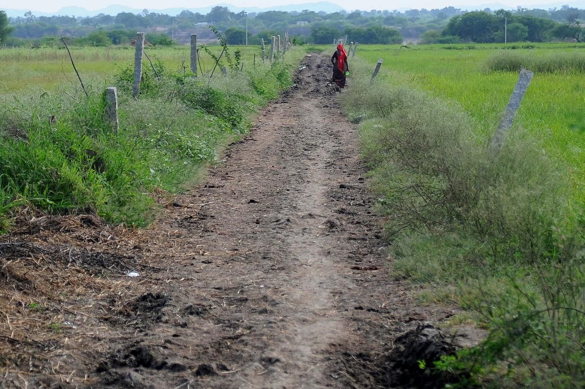 A woman walks into the field at Anaksugur village in Surpur (Shorapur) taluk of Yadgir district where open defecation is still prevalent. DH Photo (Picture for representation)
