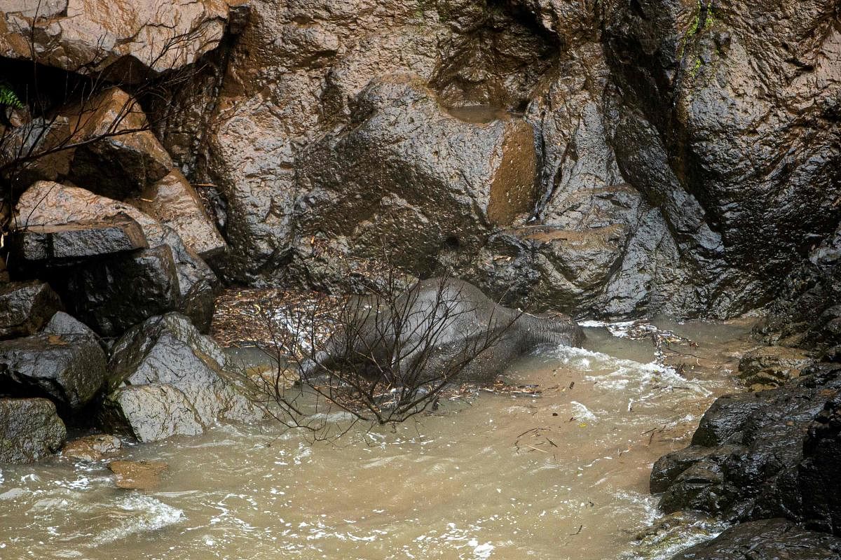 A dead elephant at the bottom of a waterfall after it fell to its death at Khao Yai National Park in central Thailand.(AFP Photo)