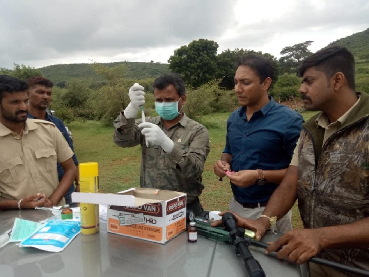An operation to catch a tiger in Bandipur Tiger Reserve (DH Photo)