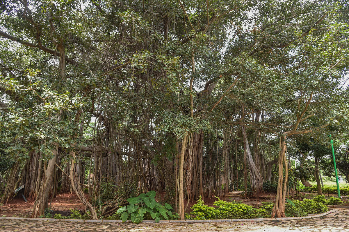 Trees in Roerich and Devikarani Roerich Estate (Tataguni Estate) at Kanakapura road, Tataguni in Bengaluru. (Photo by S K Dinesh)