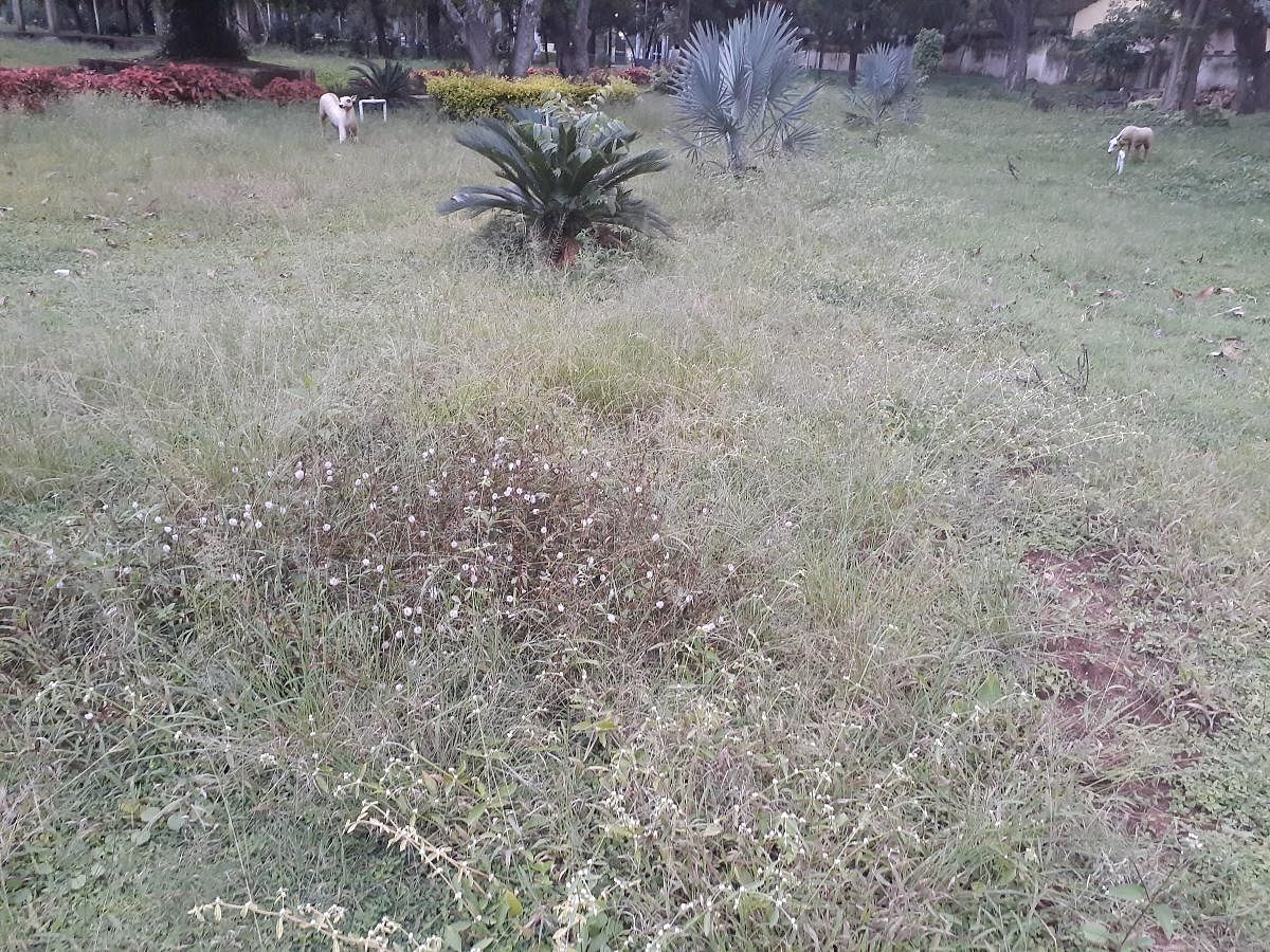 Overgrown weeds in the park on the premises of CMC office in Chikkamagaluru.