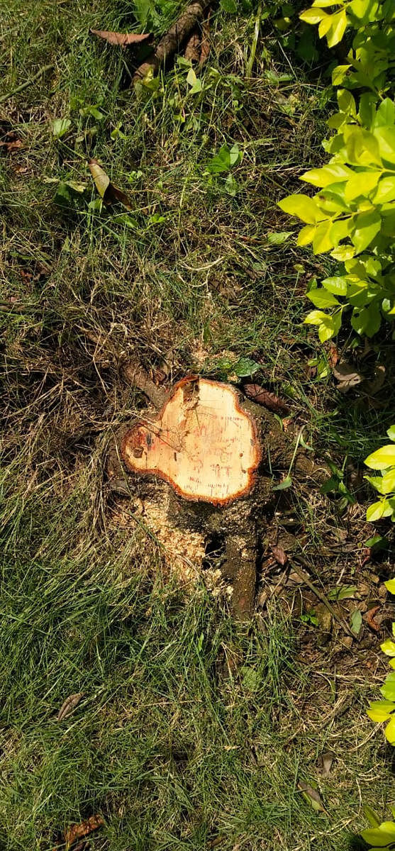 One of the six sandalwood trees felled by miscreants at Madikeri MLA Appachu Ranjan’s residence at Kumburu village in Somwarpet taluk on Thursday night.