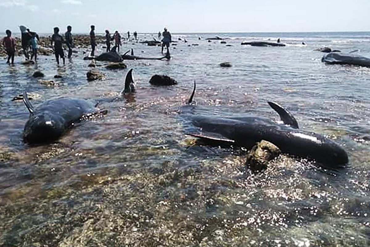 Villagers and maritime officers check on whales stranded on Kolo Udju beach on the coast of Menia Village, East Nusa Tenggara on October 11, 2019. (AFP)