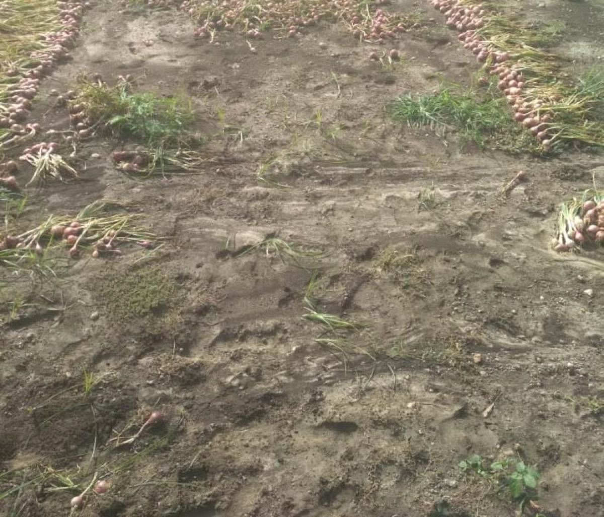 Onions have been washed away in the rain at M Hosahalli near Ajjampura.