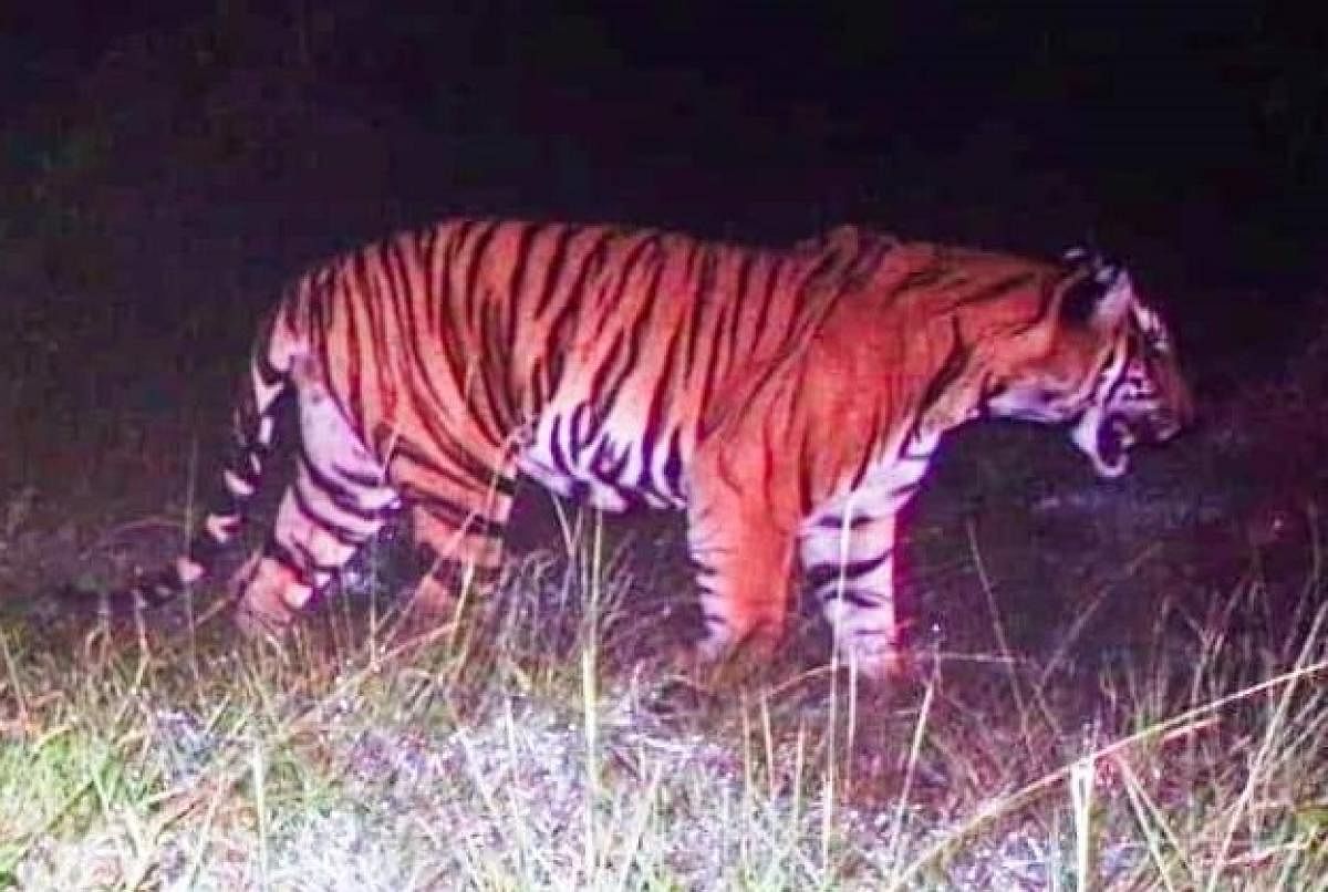 A tiger captured by a camera trap in Maguvinahalli in Bandipur.