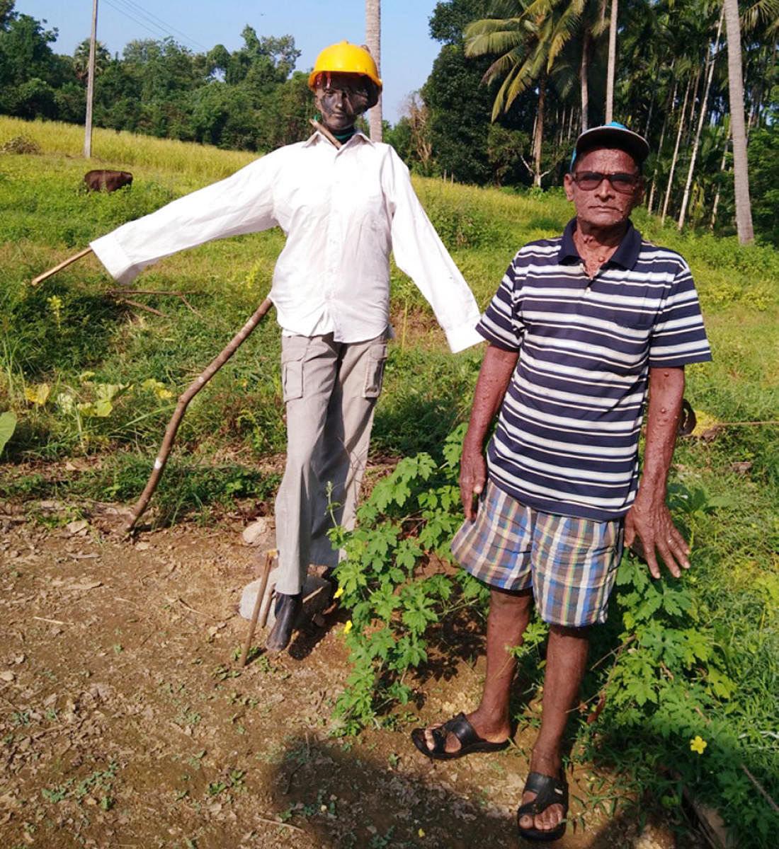 A Mannequin is used as a scarecrow in a farm land at Sankalakariya in Karkala taluk by farmer Aulin Serrao.