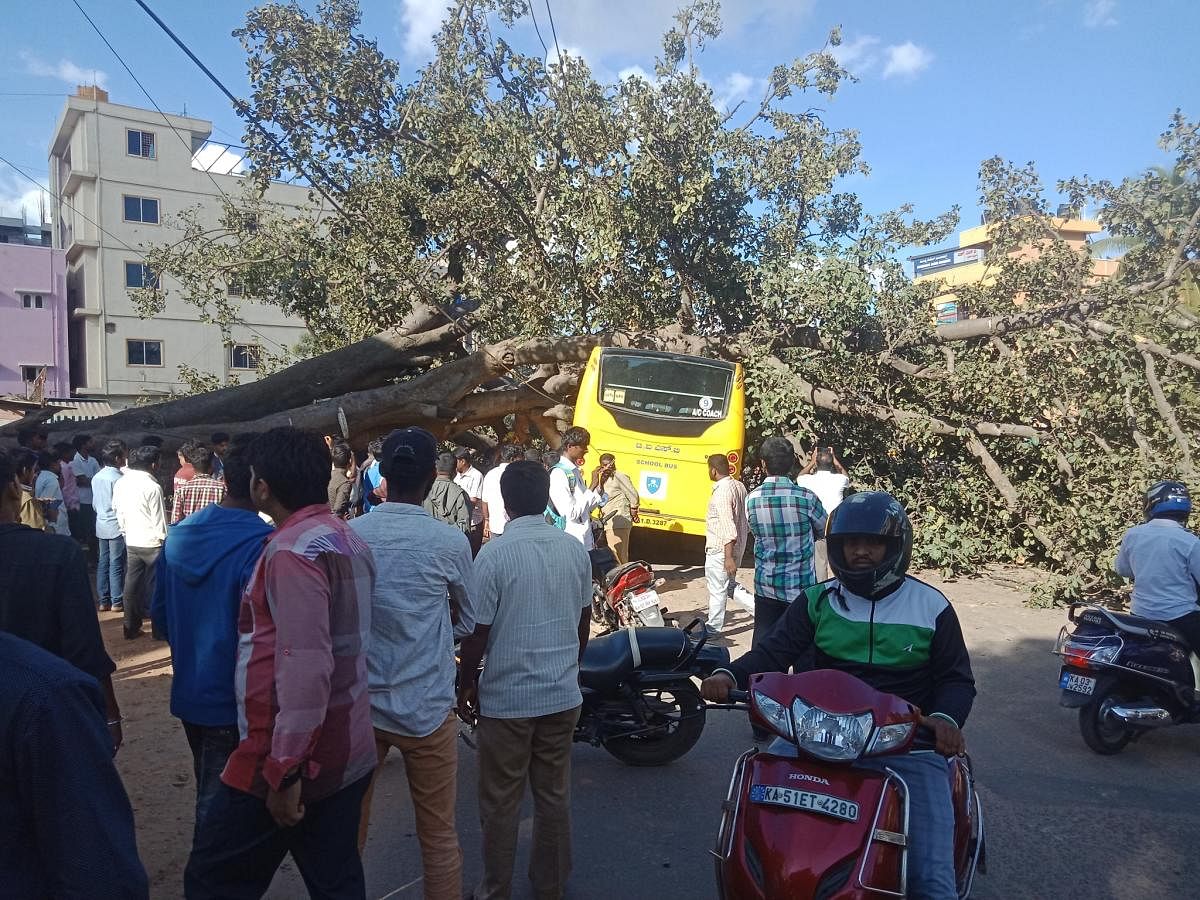 The tree that fell on a school bus in Varthur on Monday. SPECIAL ARRANGEMENT