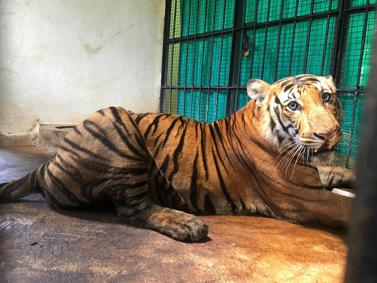 The tiger captured on Sunday is now housed at Chamundi Animal Rescue and Rehabilitation Centre at Koorgalli, near Mysuru. Photo by special arrangement
