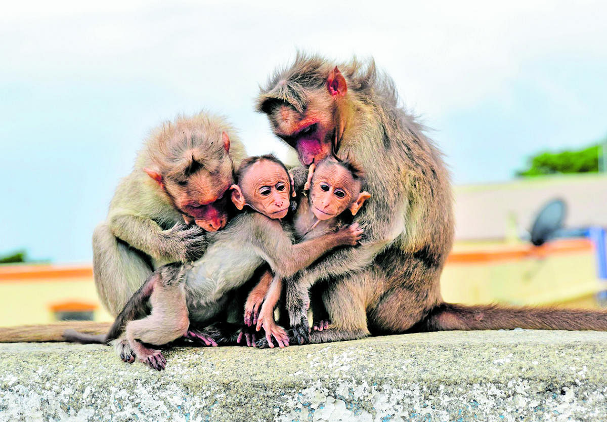 The study illustrates how capuchin and rhesus macaque monkeys were significantly less susceptible than humans to "cognitive set" bias when presented a chance to switch to a more efficient option. (DH File Photo)