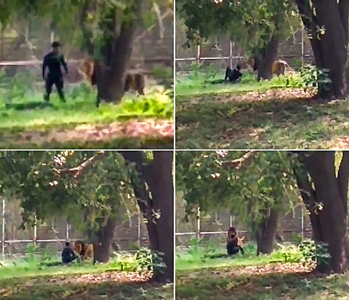 In this combo of 4 photos is seen Rehan Khan, a native of Bihar's East Champaran district, who jumped inside the enclosure of a lion at the zoo in Delhi, Thursday, Oct. 17, 2019. He escaped unhurt as the alert zoo staff acted quickly and tranquillised the animal. (PTI Photo)