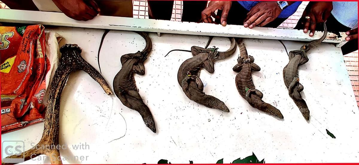 Indian monitor lizards and a pair of Sambar horns recovered from Chandrashekar K Bajanthri.