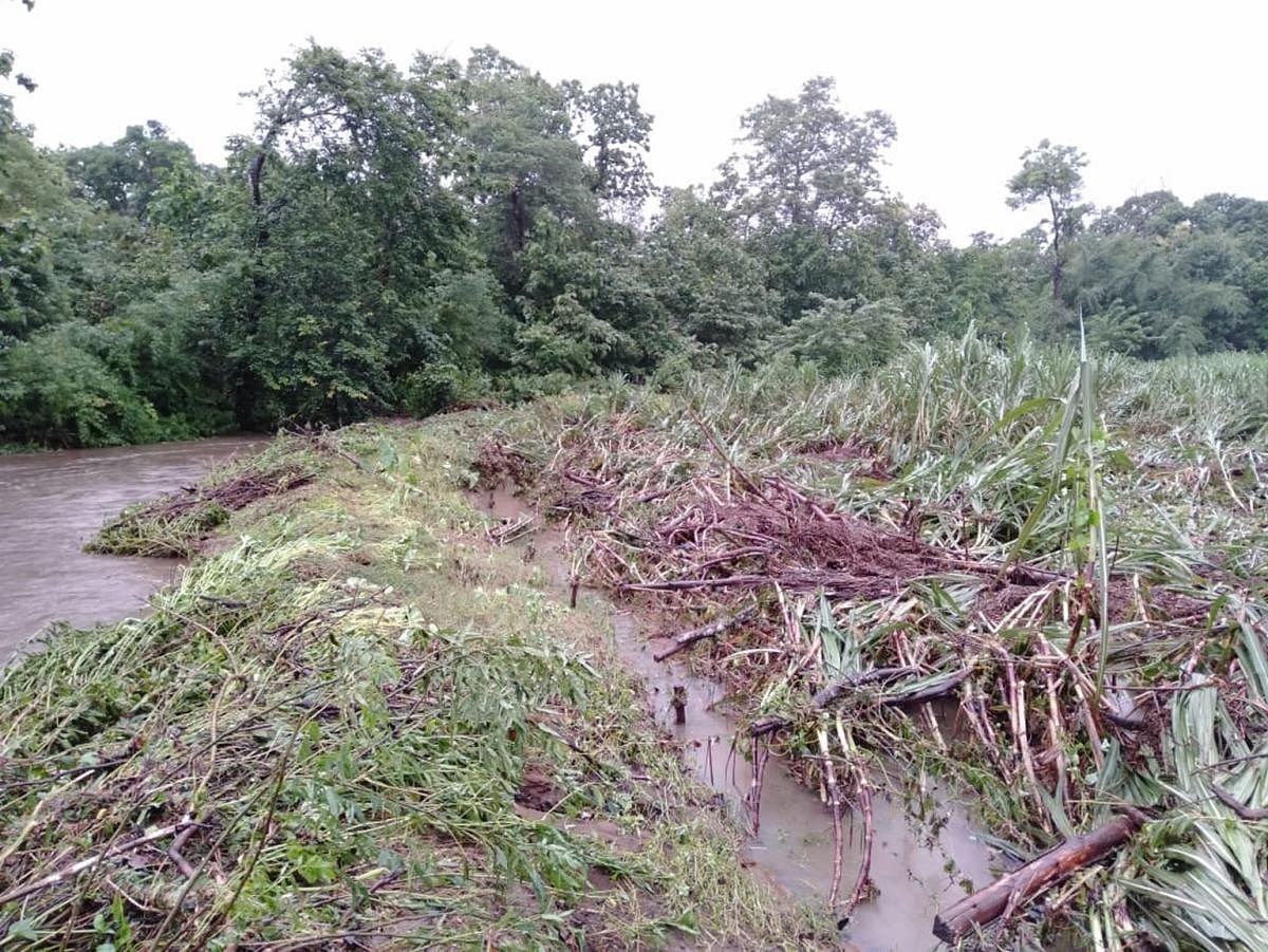 Destroyed sugarcane crop