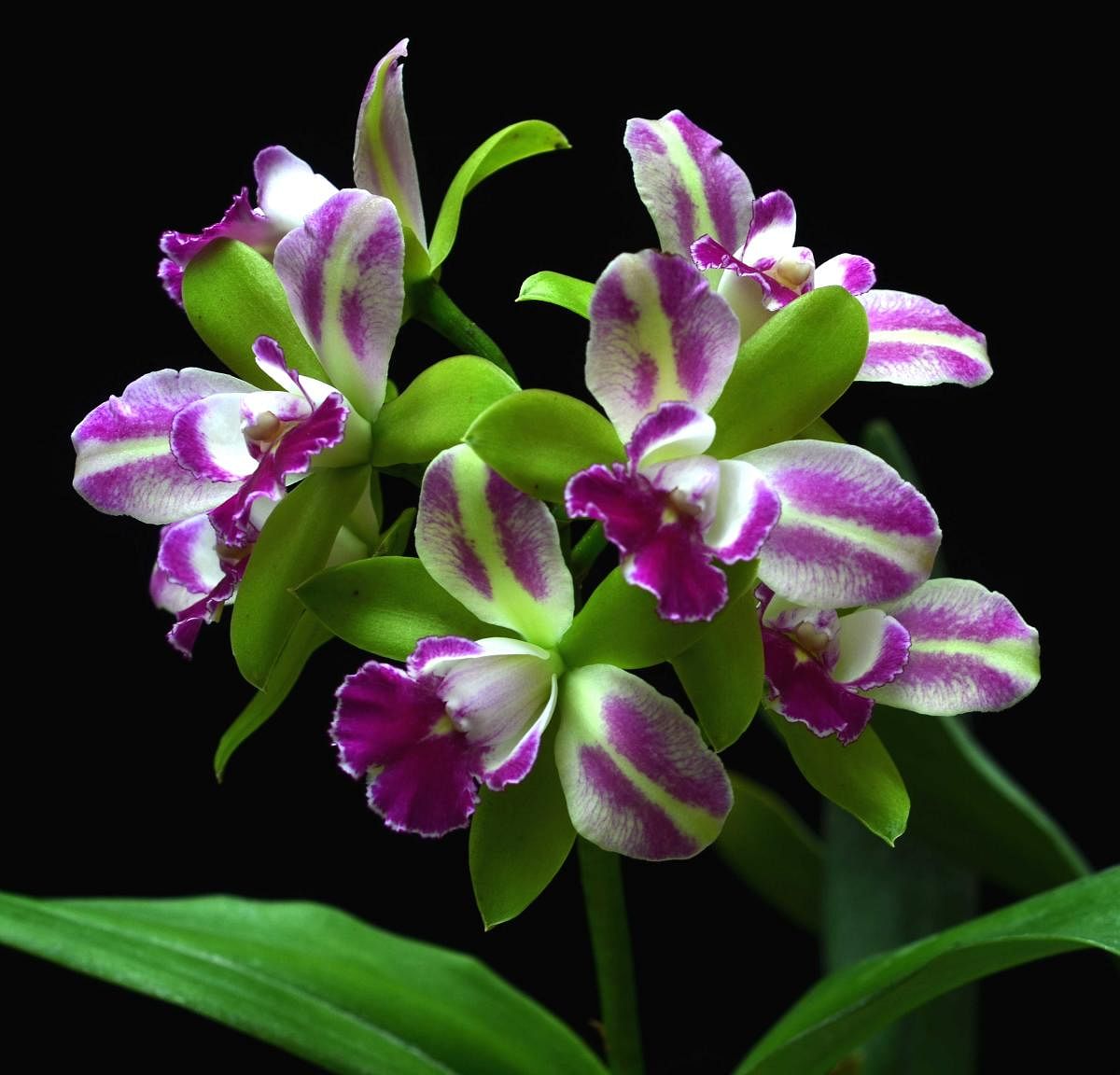 A wide varieties of orchid species will be on display.