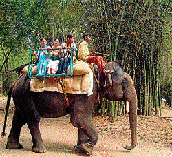 vacation boom: Tourists enjoy an elephant ride at Kaveri Nisargadhama.  DH photos