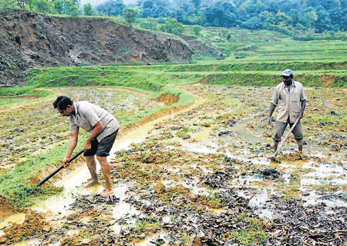 Preparing for agri season: Farmers levelling their field at Aravathoklu near Madikeri.
