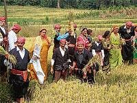 CNC members celebrating Hutthari festival by cutting the corn in the field of Nandineravanda Uthappa at Chikkabettageri.  DH Photo