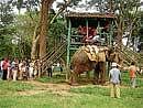 Tourists waiting for their turn to enjoy elephant safari in Cauvery Nisargadhama.  DH  photo