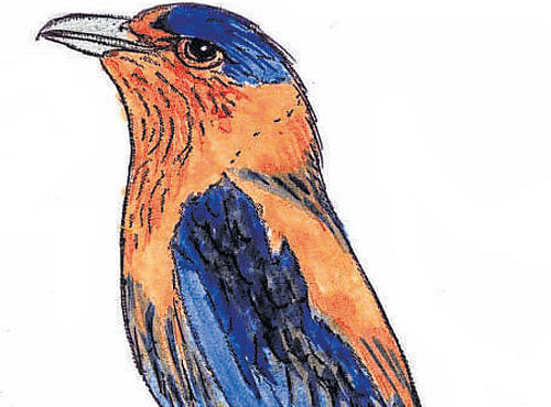 FOR A CAUSE A sketch of Indian roller bird by S V Narasimhan.