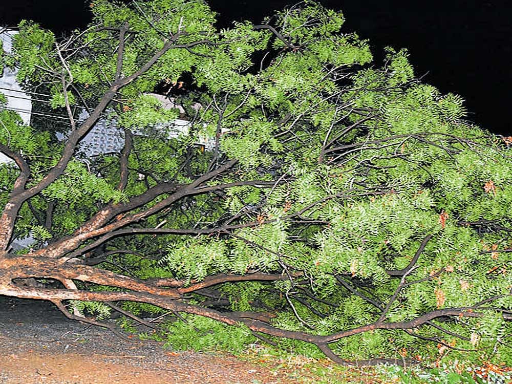 A tree which was uprooted at Shirur Park in Hubballi on Wednesday due to strong winds and heavy rain. DH Photo