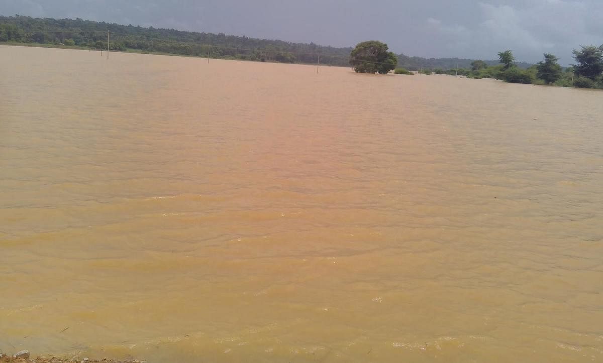 Water from River Lakshmanatheertha inundated the paddy fields on the Balele-Nittur stretch in Gonikoppa.