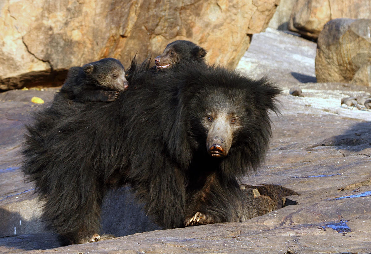 The Daroji Bear Sanctuary turned 25 this year. It also celebrates a great conservation effort.