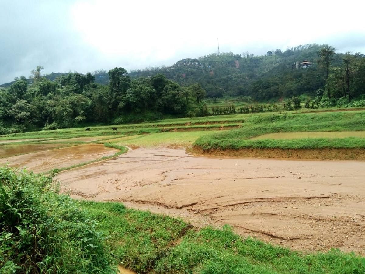 A silt-filled paddy field in Kodagu.