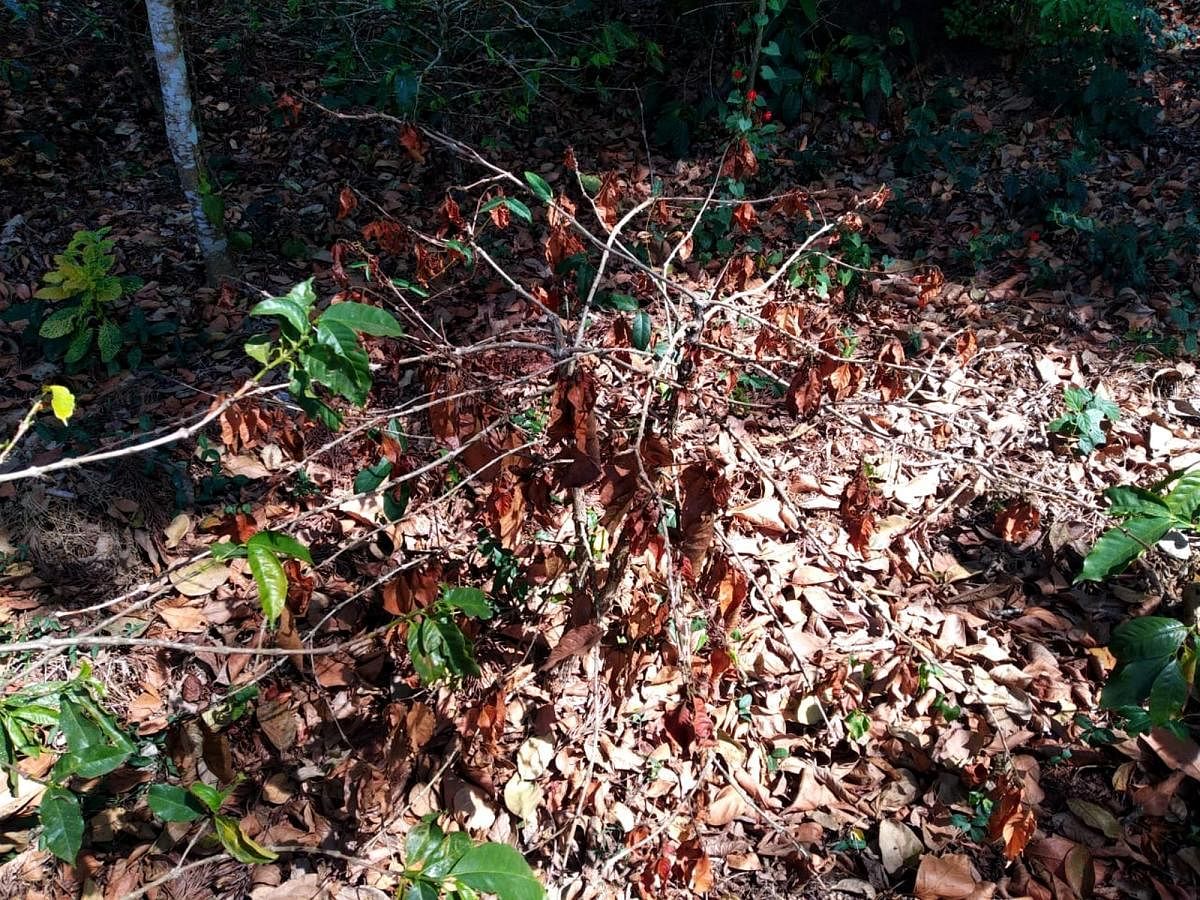 The withered coffee plants at Kodlipete hobli in Somwarpet taluk.