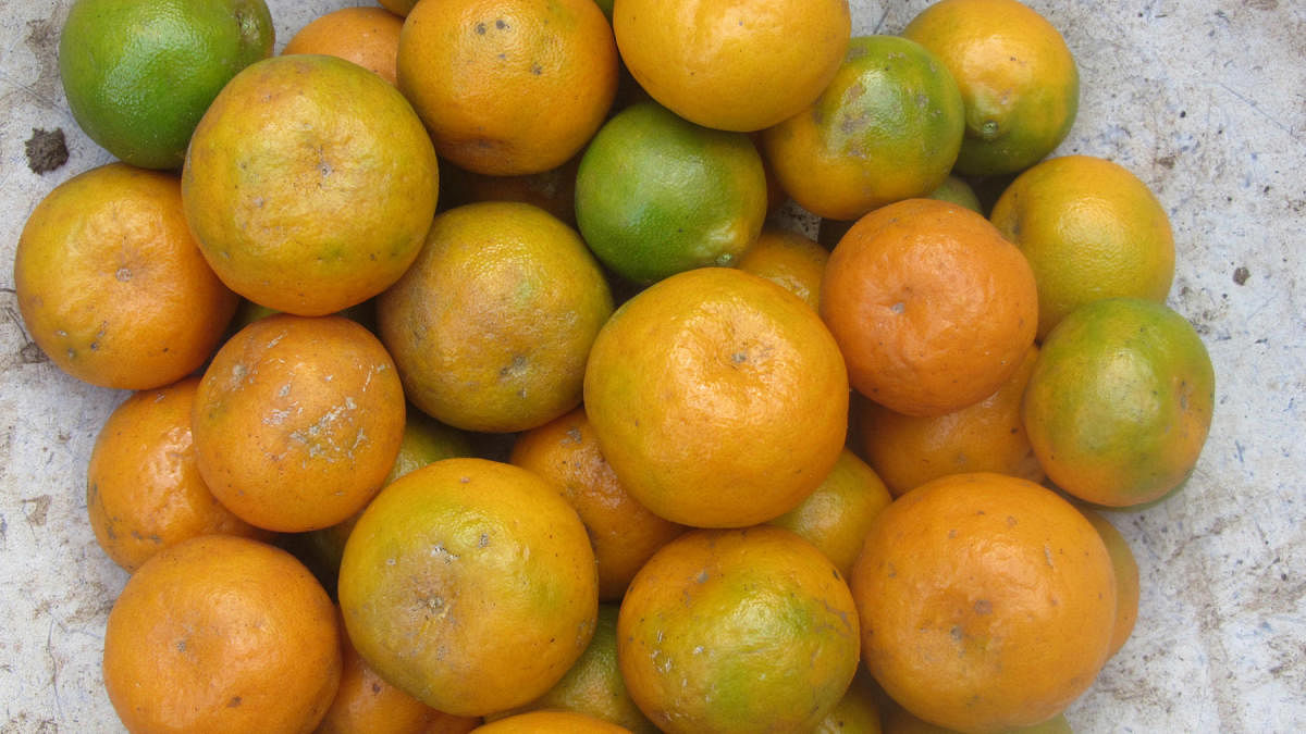 Kodagu oranges are known for their flavour and aroma.