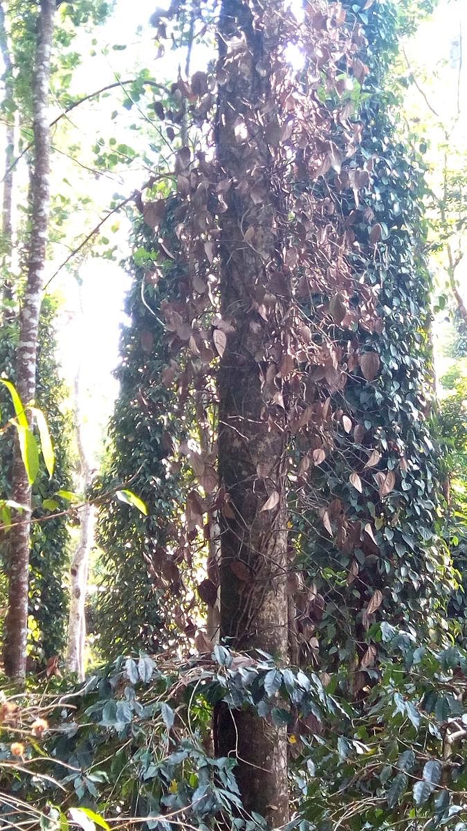 The dried pepper vines at Heggula in Somwarpet taluk.