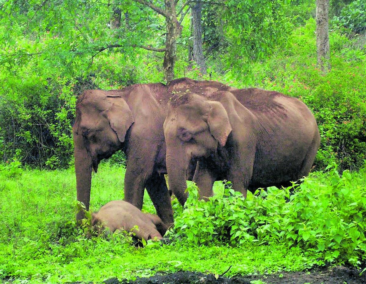 Stray wild elephants seen in the coffee plantations in Kodagu.
