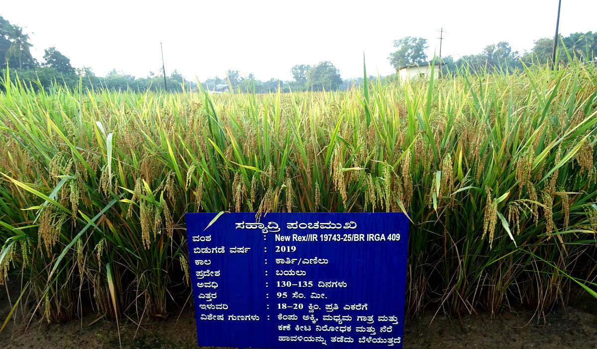 A new rice variety 'Sahyadri Panchamukhi' cultivated on a patch of land at Zonal Agricultural and Horticultural Research Station in Brahmavar.